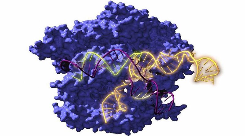 Reconstruyen ancestros de las tijeras genéticas CRISPR de hace 2.600 millones de años