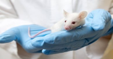 Terapia celular mata y previene simultáneamente el cáncer cerebral en ratones