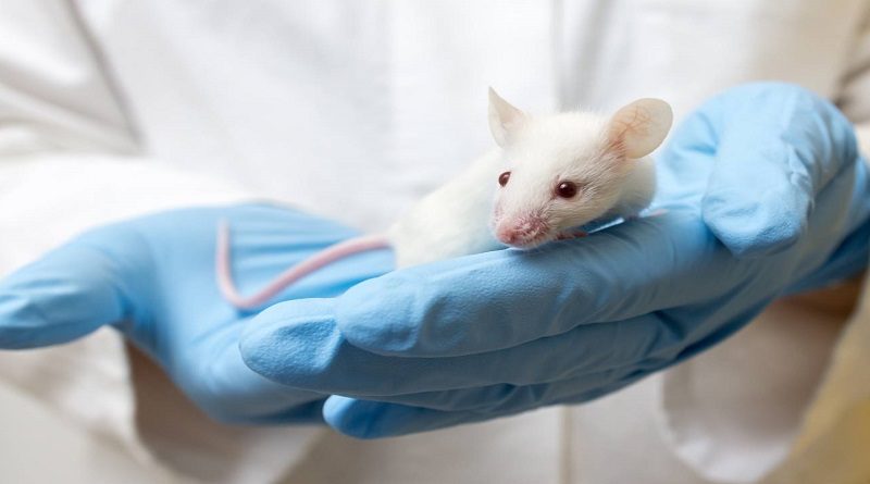 Terapia celular mata y previene simultáneamente el cáncer cerebral en ratones