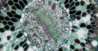 Crean células "cíborg” que podrían revolucionar el campo de la medicina