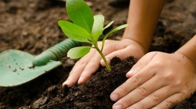 Cambio climático Lanzan campaña de siembra de un millón de árboles para 2024