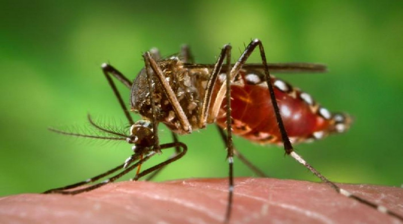 Instan a fortalecer medidas para prevenir el virus del Chikungunya
