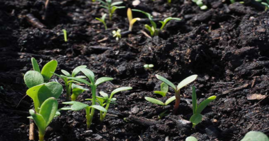 Científicos desarrollan mecanismo de siembra inspirado en taladro ecológico