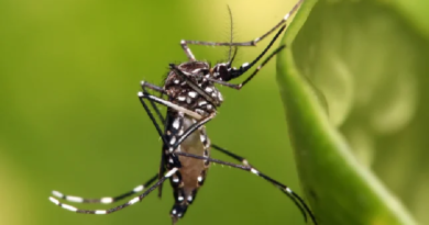Perú decreta estado de emergencia sanitaria tras brote de dengue