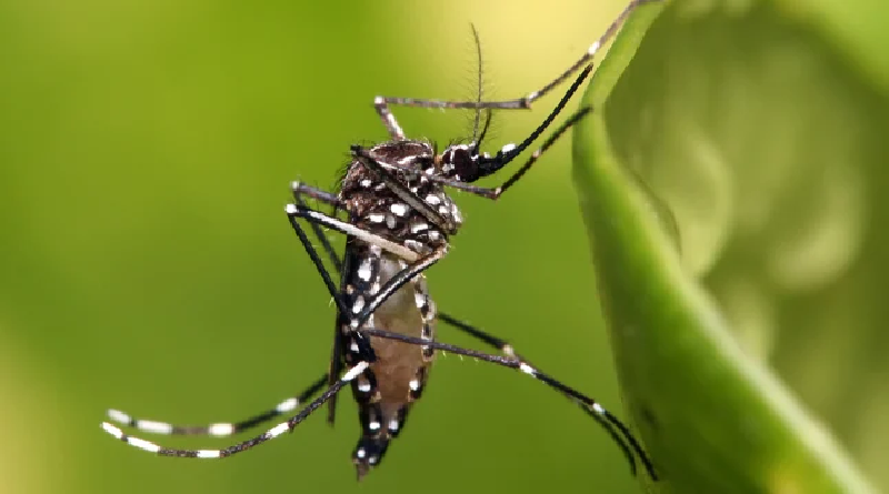 Perú decreta estado de emergencia sanitaria tras brote de dengue