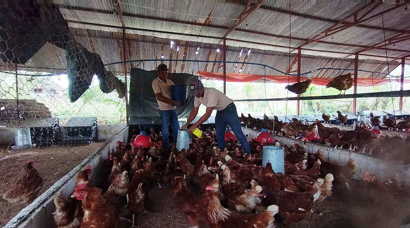 Impulsan proyecto de producción avícola para programas de alimentación en Guárico