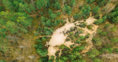 Crean portador de semilla para agilizar proceso de forestación aérea