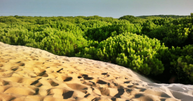 Construyen centro global de datos para apoyar ecosistema en Arabia Saudí