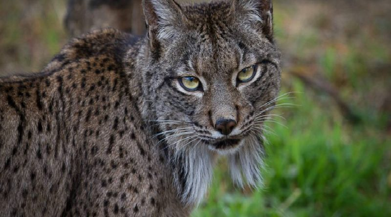 Advierten que población de linces en Francia se enfrentará a la extinción en 30 años