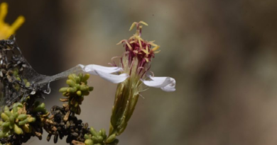 Descubren nueva especie de flor tipo margarita en Chile