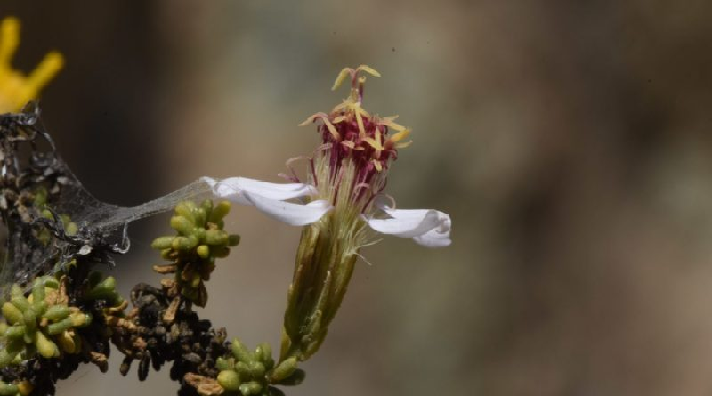 Descubren nueva especie de flor tipo margarita en Chile