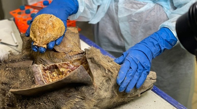 Realizan autopsia a un oso pardo de tres mil 460 años de antigüedad