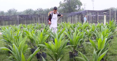 La reapertura de la frontera con Colombia busca desarrollo de palma de aceite