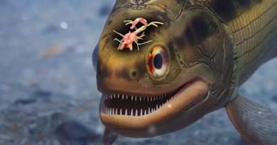 Descubren cerebro de pez Coccocephalus wildi