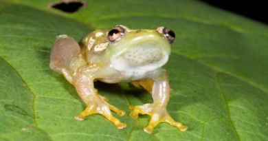 Científicos descubren una especie de rana silenciosa en África