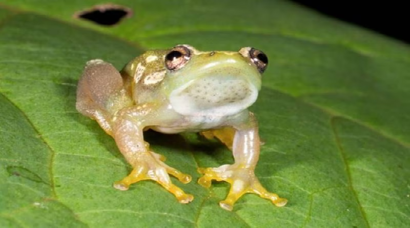 Científicos descubren una especie de rana silenciosa en África