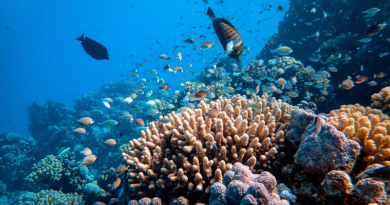 Usan robots y piedra caliza para salvar los arrecifes coralinos