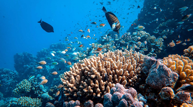Usan robots y piedra caliza para salvar los arrecifes coralinos