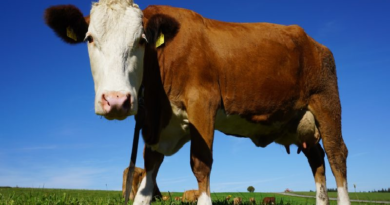 China afirma haber clonado con éxito tres vacas para producir más leche