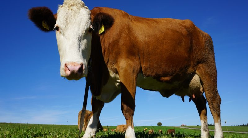 China afirma haber clonado con éxito tres vacas para producir más leche