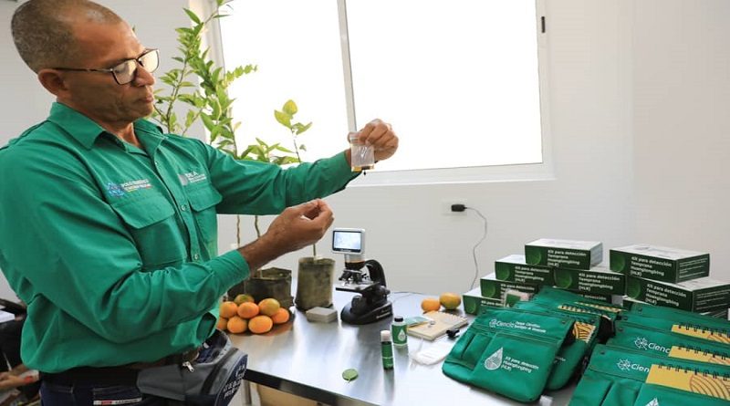 Desarrollan kit para detectar «dragón amarillo» la enfermedad de los cítricos