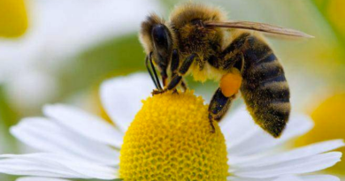 Realizarán seminario sobre cría de abejas sin aguijón para afrontar retos de crisis climática