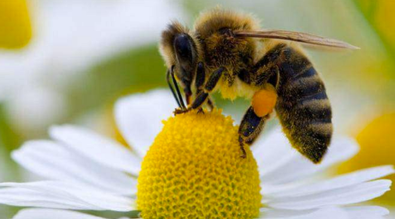 Realizarán seminario sobre cría de abejas sin aguijón para afrontar retos de crisis climática