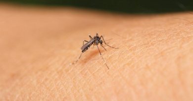 Más de 12 mil enfermos y 28 fallecidos por Chikungunya en Paraguay