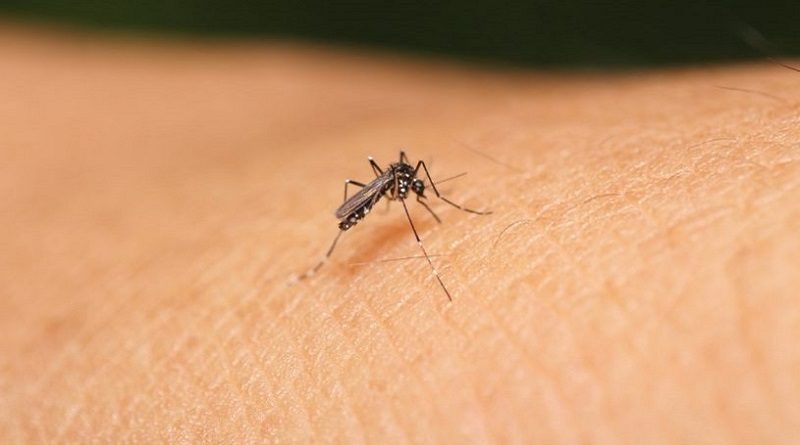 Más de 12 mil enfermos y 28 fallecidos por Chikungunya en Paraguay