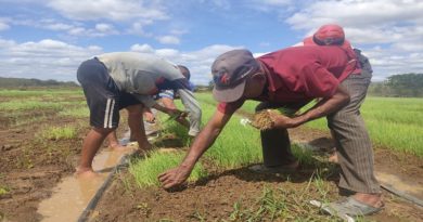 Entregan 30 toneladas de Urea a productores de cebolla en Guárico