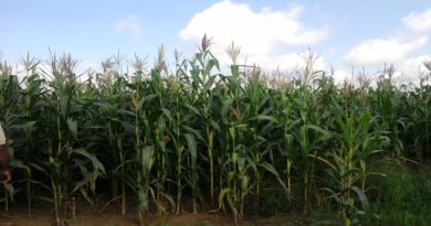 Más de 30 CLAP Productivos de Apure reciben financiamiento e insumos agrícolas