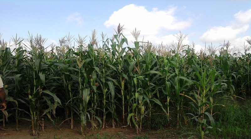 Más de 30 CLAP Productivos de Apure reciben financiamiento e insumos agrícolas