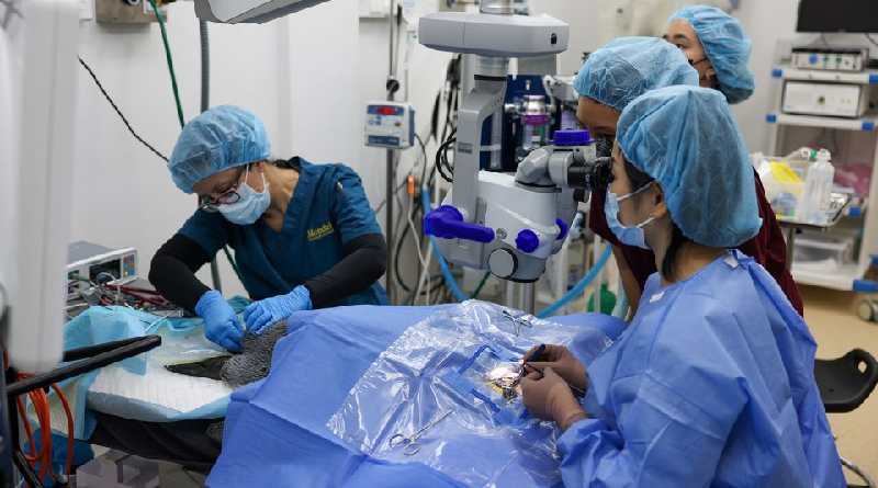 Realizan por primera vez exitosa cirugía de cataratas a 6 pingüinos ancianos