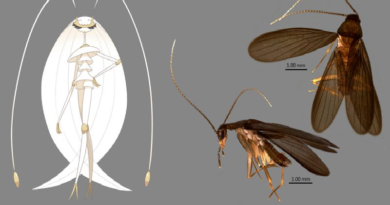 Científico descubre una "cucaracha Pokémon" en la vida real