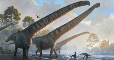 Identifican restos del dinosaurio con el cuello más largo conocido