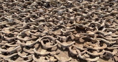 Más de dos mil carneros momificados fueron hallados en el templo del faraón Ramsés II