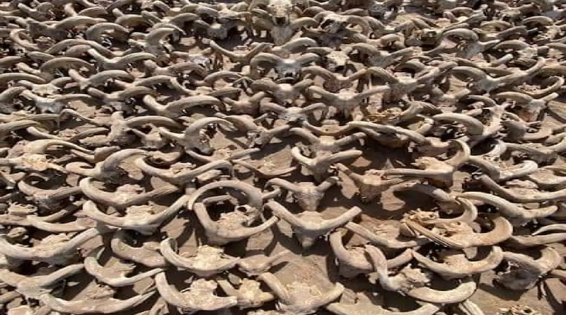 Más de dos mil carneros momificados fueron hallados en el templo del faraón Ramsés II
