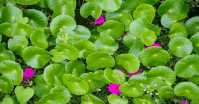 Utilizar cremas de centella asiática ayuda a mantener una piel saludable