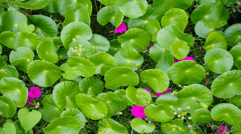 Utilizar cremas de centella asiática ayuda a mantener una piel saludable
