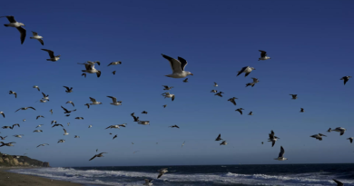 Conozca la nueva enfermedad causada por plásticos que afecta a las aves marinas