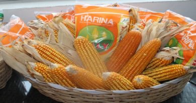 Miceven continúa garantizando la producción de harina de maíz en el país