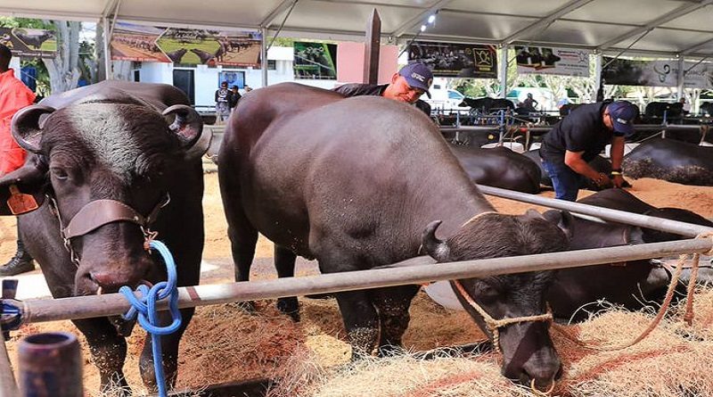 Presidente Maduro inaugura II Feria Nacional de Criabúfalos Caracas 2023
