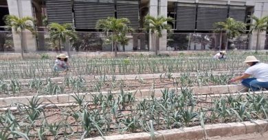 Agrourbanos celebran 20º años de creación del Organopónico Bolívar I