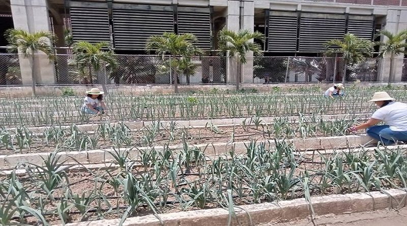 Agrourbanos celebran 20º años de creación del Organopónico Bolívar I