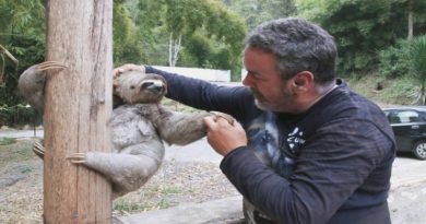 Minec liberó cuatro perezas adultas y una cría para ser reintegradas a su hábitat natural