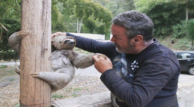 Minec liberó cuatro perezas adultas y una cría para ser reintegradas a su hábitat natural