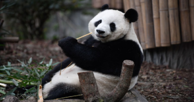 Identifican nuevo género de panda gigante carnívoro prehistórico