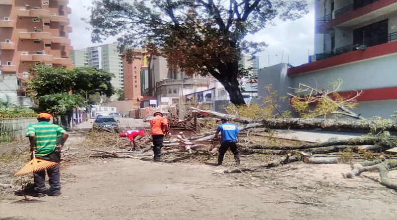 Protección Civil despeja árbol caído en parroquia El Paraíso