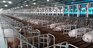 Inspeccionan Granja Porcina «José Leonardo Chirinos» para aumentar producción