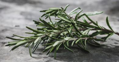 Este es el té natural que ayuda a mejorar la memoria y proteger la salud cerebral